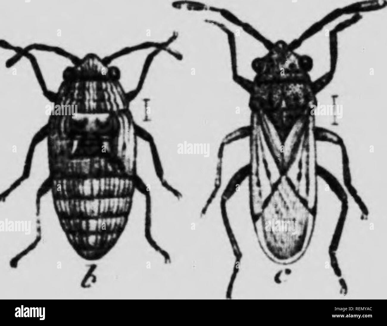 Hug A Bug High Resolution Stock Photography and Images - Alamy