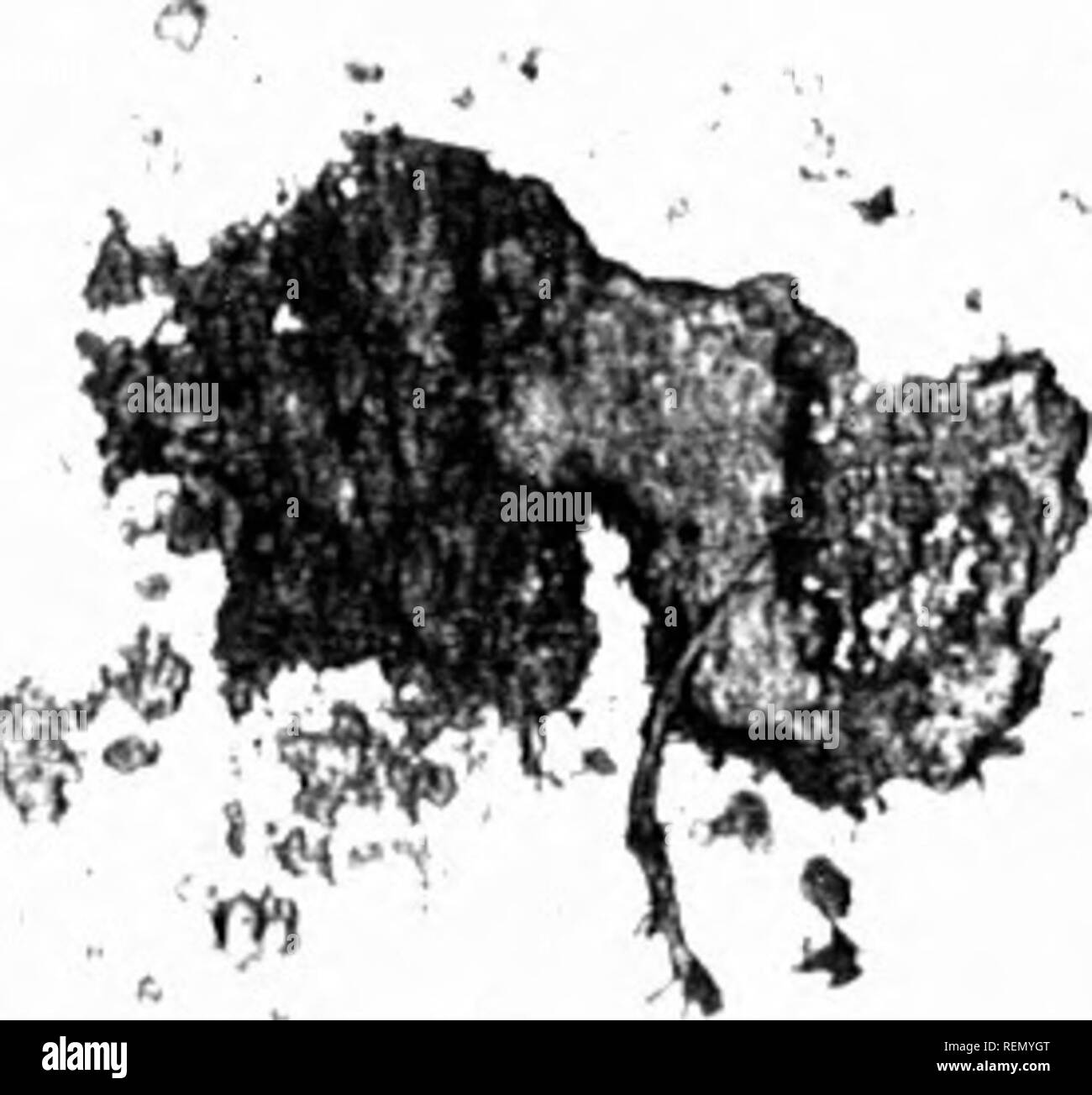 Digitalis Black and White Stock Photos & Images Alamy