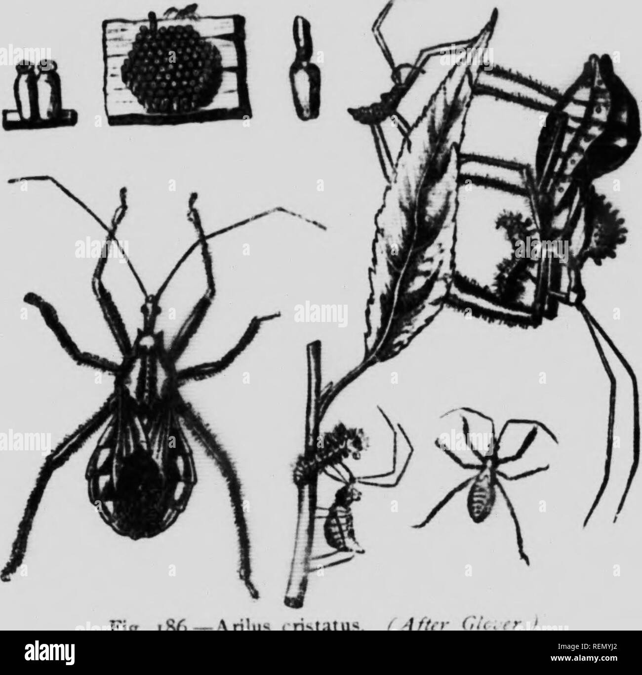 The Insect Book Microform A Popular Account Of The Bees Wasps Ants Grasshoppers Flies And Other North American Insects Exclusive Of The Butterflies Moths And Beetles With Full Life Histories