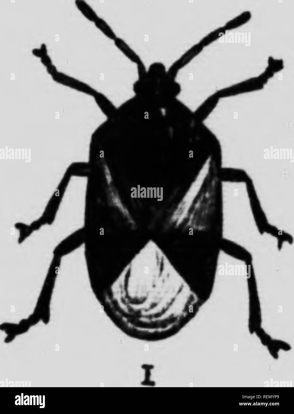 . The insect book [microform] : a popular account of the bees, wasps ...