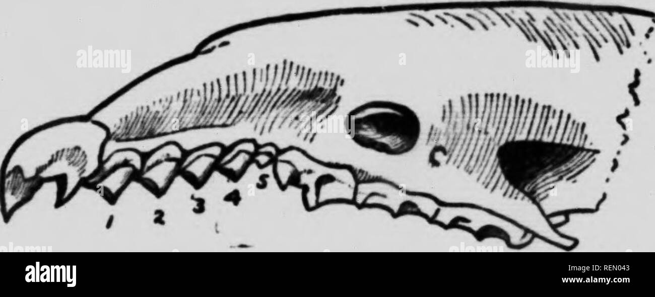 American Animals Microform A Popular Guide To The Mammals Of