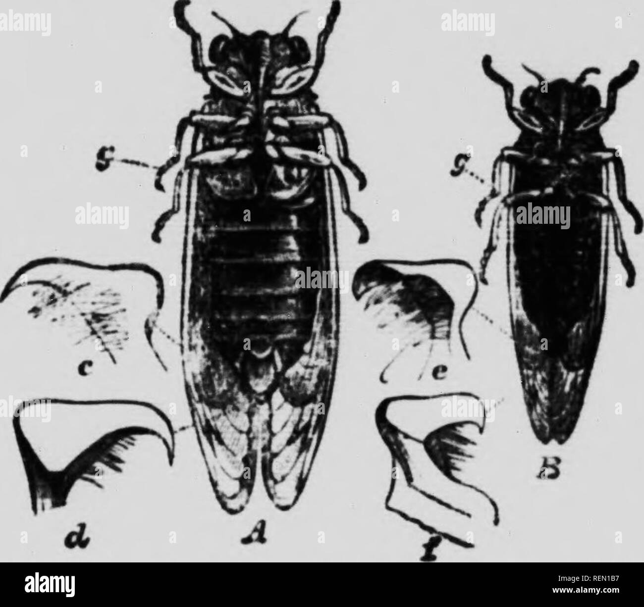 . The insect book [microform] : a popular account of the bees, wasps ...