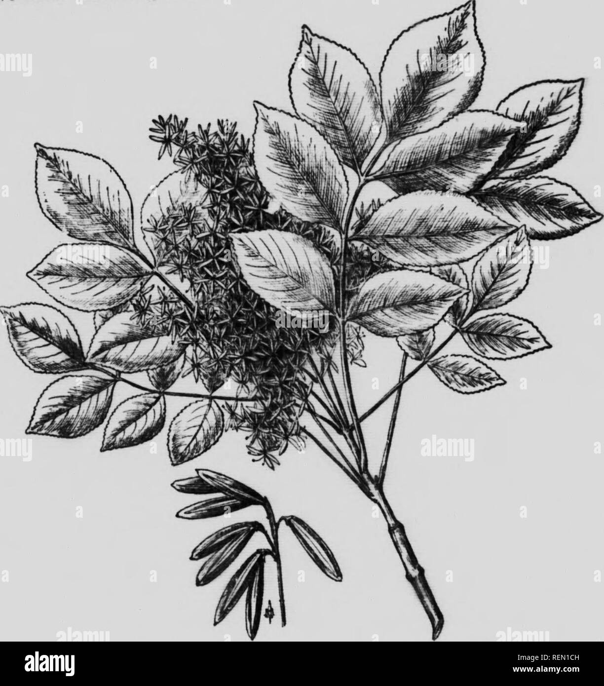The Care Of Trees In Lawn Street And Park Microform With A List Of Trees And Shrubs For Decorative Use Trees Jardins Arbres Landscape Gardening Ash 255 Of The Eight