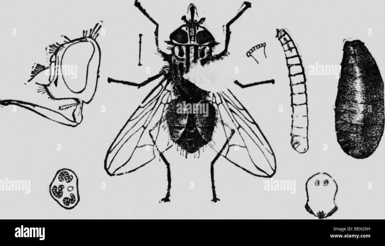 . The insect book [microform] : a popular account of the bees, wasps, ants, grasshoppers, flies and other North American insects exclusive of the butterflies, moths and beetles, with full life histories, tables and bibliographies. Insectes; Insects. Fig. ';4 —Morclli.i micans. (Author's illuilrjiion. i. Kig. (;5.—Stonioxs calcitrans. f Author s ilht^tyatton.) if.7 ^i^'l i ij '! ?. . Please note that these images are extracted from scanned page images that may have been digitally enhanced for readability - coloration and appearance of these illustrations may not perfectly resemble the origina Stock Photo