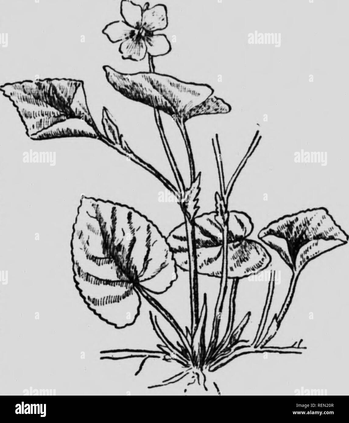 Our Early Wild Flowers Microform A Study Of The Herbaceous Plants Blooming In Early Spring In The Northern States And Canada Wild Flowers Botany Fleurs Sauvages Botanique Dog Violet Is Dog Violet