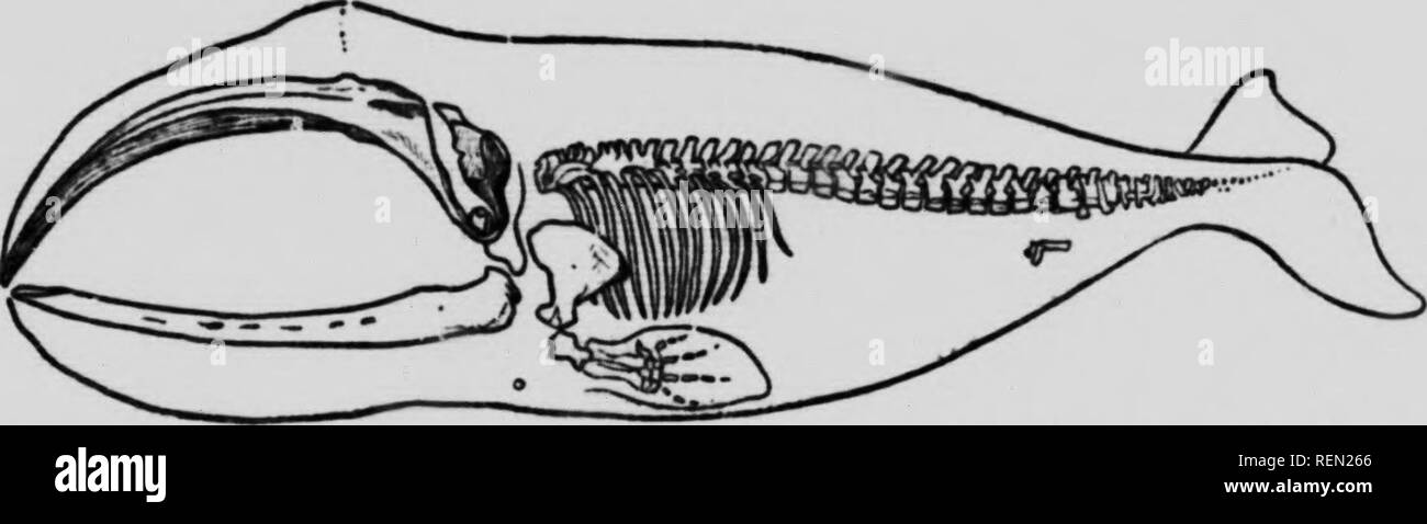 . American animals [microform] : a popular guide to the mammals of ...