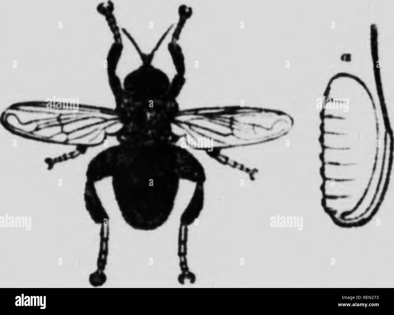 Soft bodied plant beetles hi-res stock photography and images - Alamy