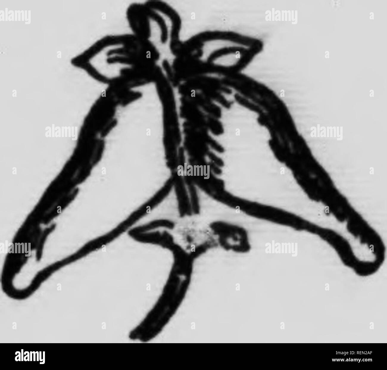 Two Lobed Fruit Black And White Stock Photos Images Alamy