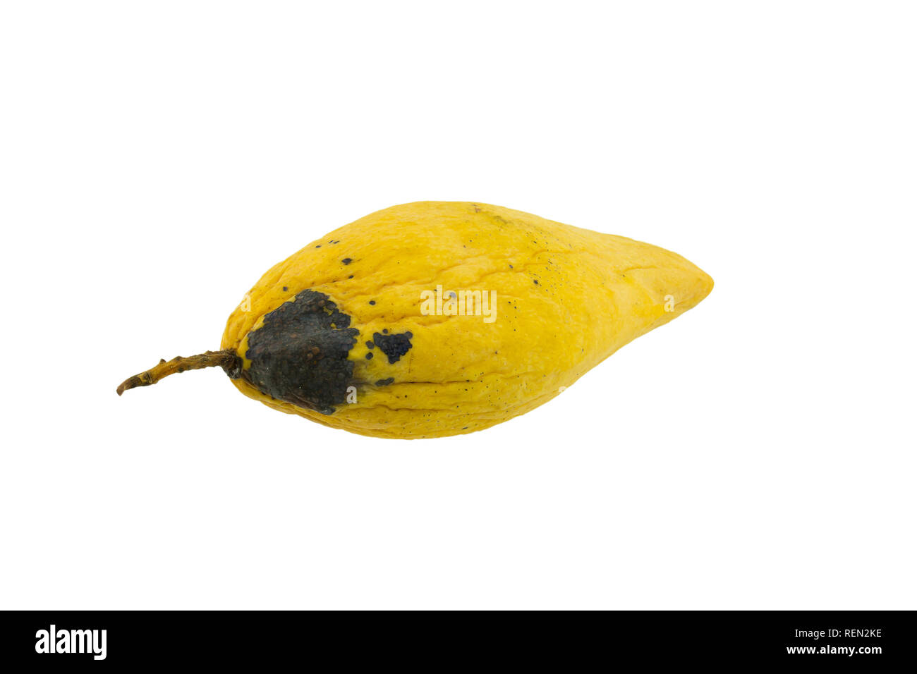 Rotten Mango Black Colour Isolated White Stock Photo 1814428049