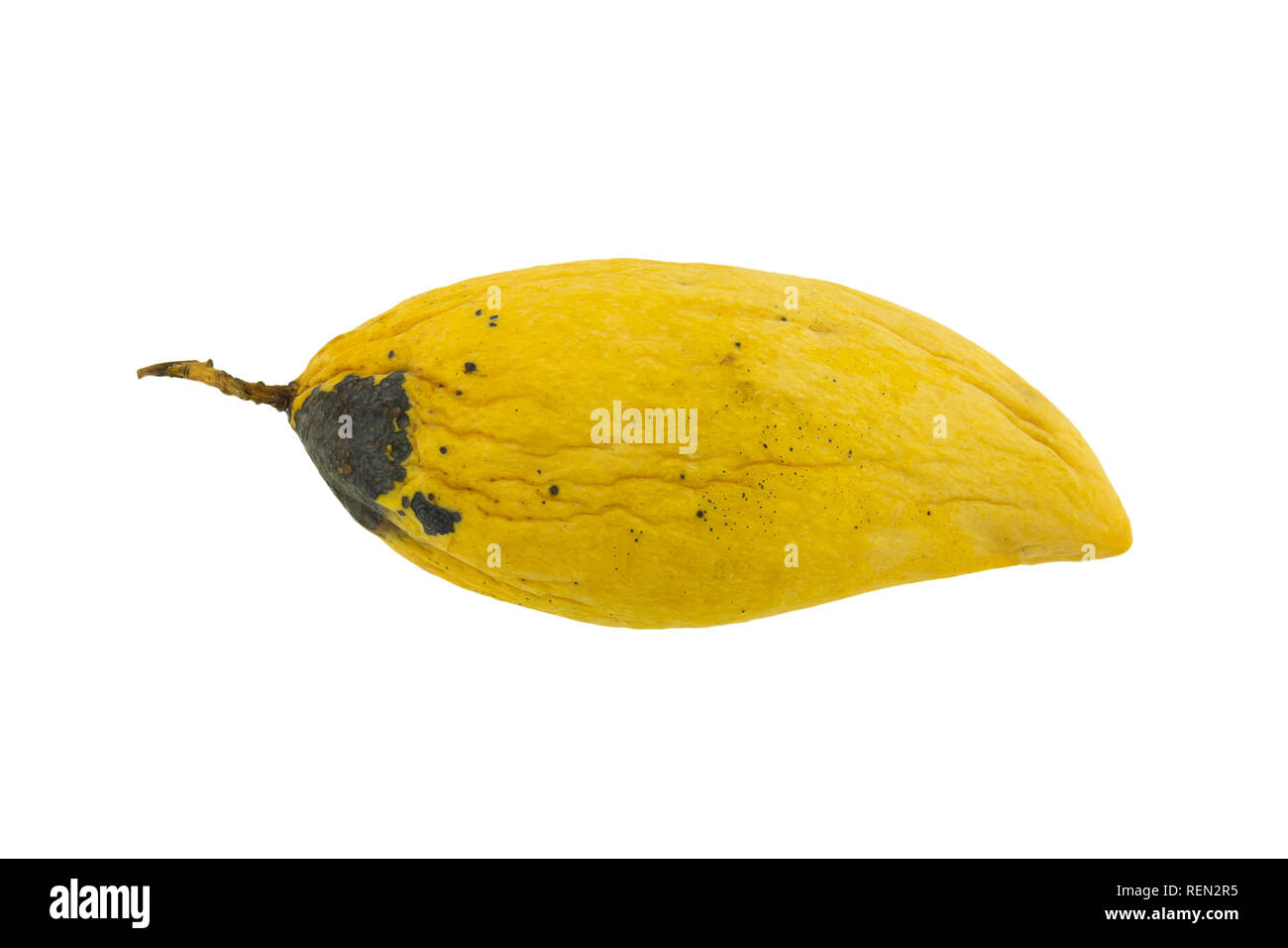 Yellow Rotten Mango Fruit Isolated on Wooden Stock Image - Image of drink,  illness: 81467139