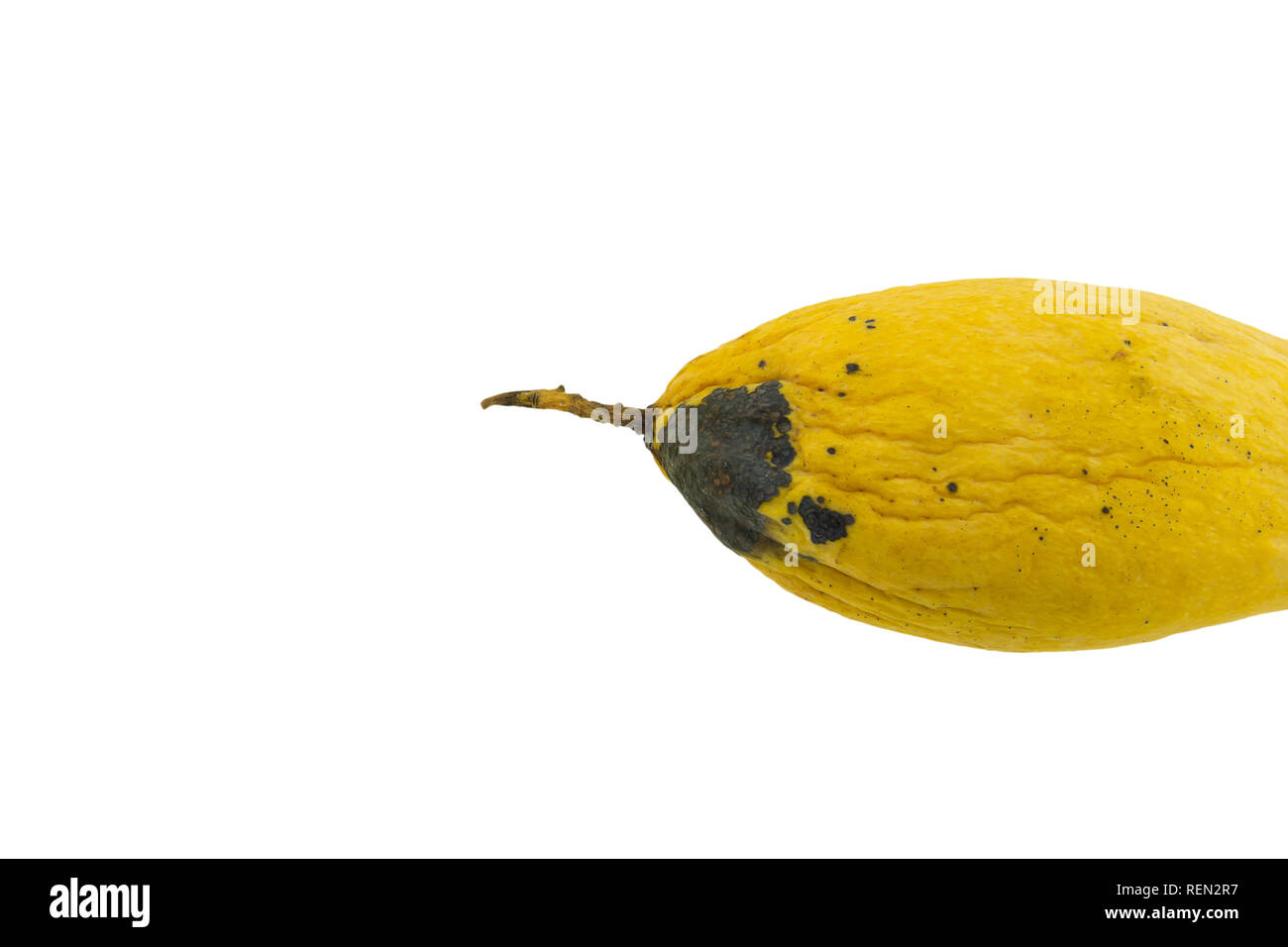 Yellow Rotten Mango Fruit Isolated on White Stock Photo - Image of object,  damaged: 81460752