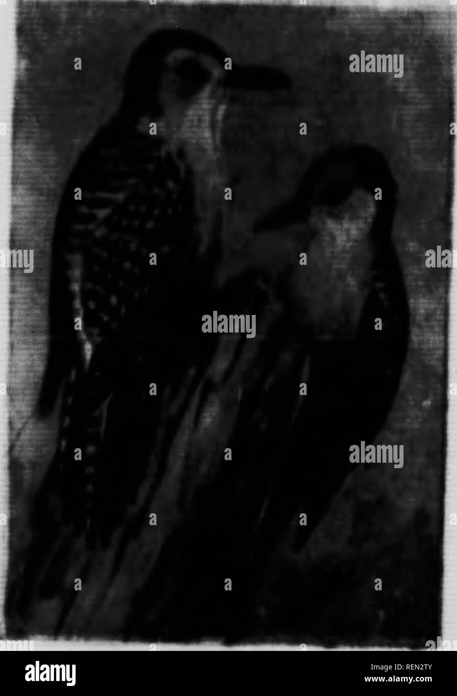 alamy