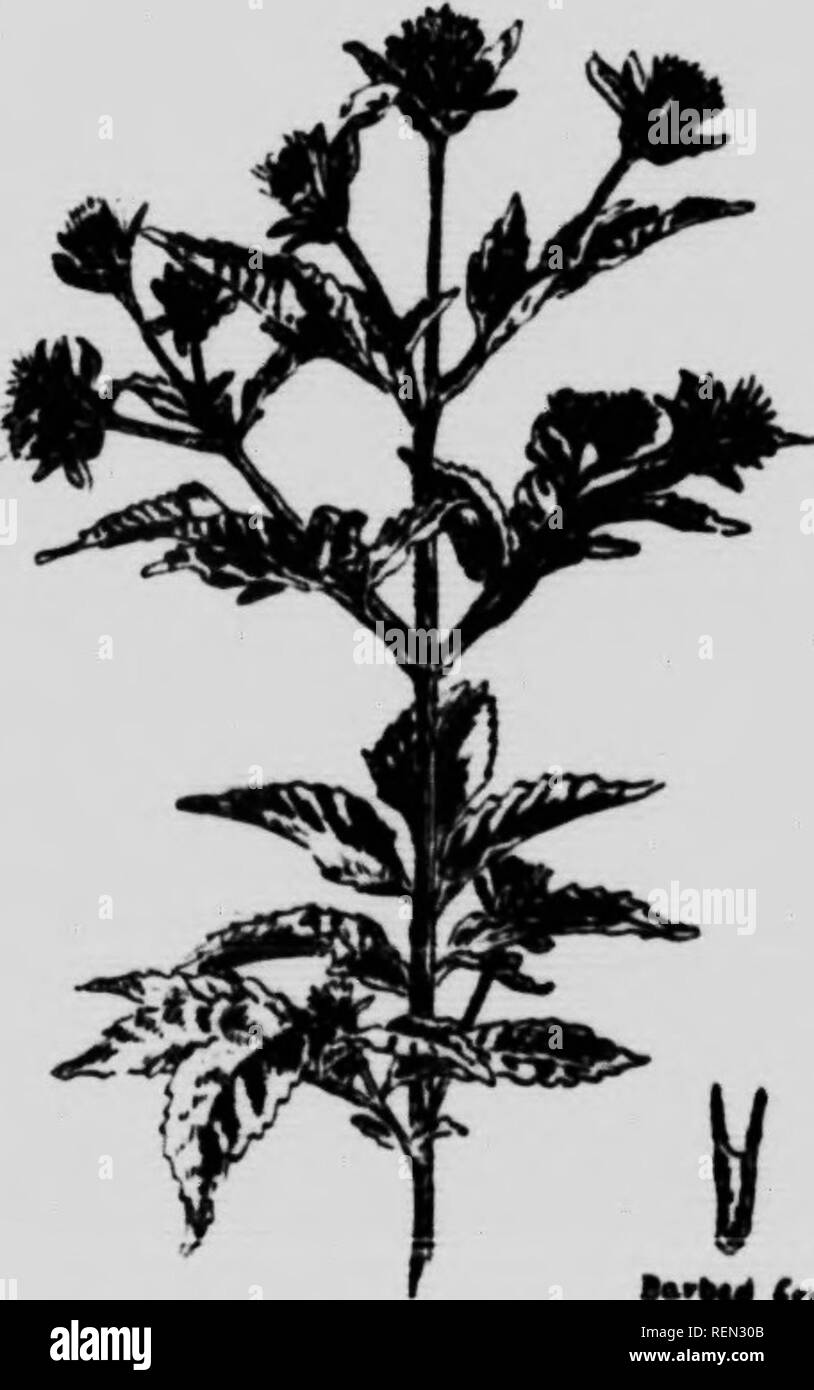 . Common weeds of Canada [microform] : a pocket guide. Weeds; Mauvaises herbes, Lutte contre les; Weeds; Mauvaises herbes. Kudbcckia hirtu. ( L) COMMON BEGGAR-TICKS. Bidcns frondflsa, (L). Root. Filmnis. Stem.—Krect branched, l-.i feet high. Leaves. ' Pinnate; .{-.j broad, lanceolate, coarsely-toothed leaflets. Flowers. -Yellow; 'i inch heads; flowers rayless and insignificant; outer in- volucre longer than the head. Fruit. -Head of flat, wedge-shaped, ciliate achenes with upturned liristles- two- awned. Seeds.—Broad, flat, with two barlied awns which cling to the dress or to the fleece of ani Stock Photo