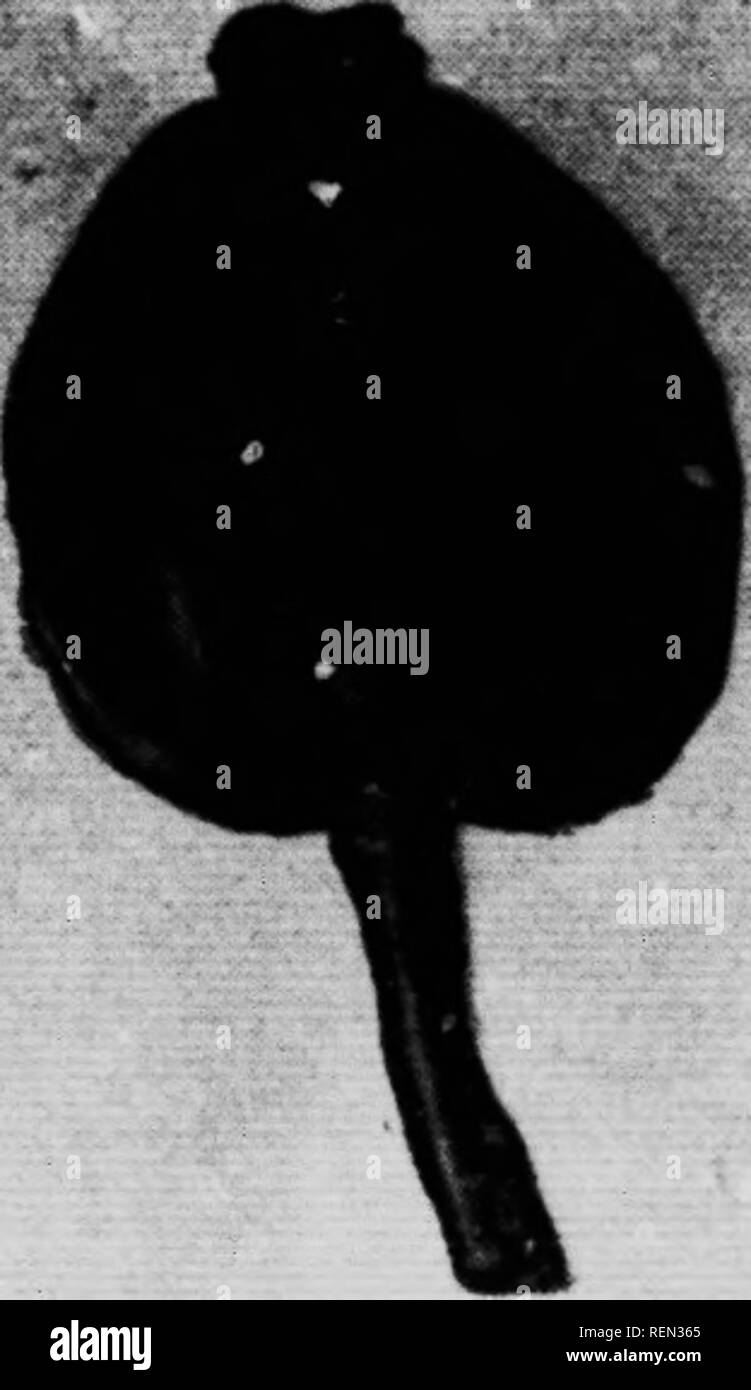 Larva counts hi-res stock photography and images - Alamy