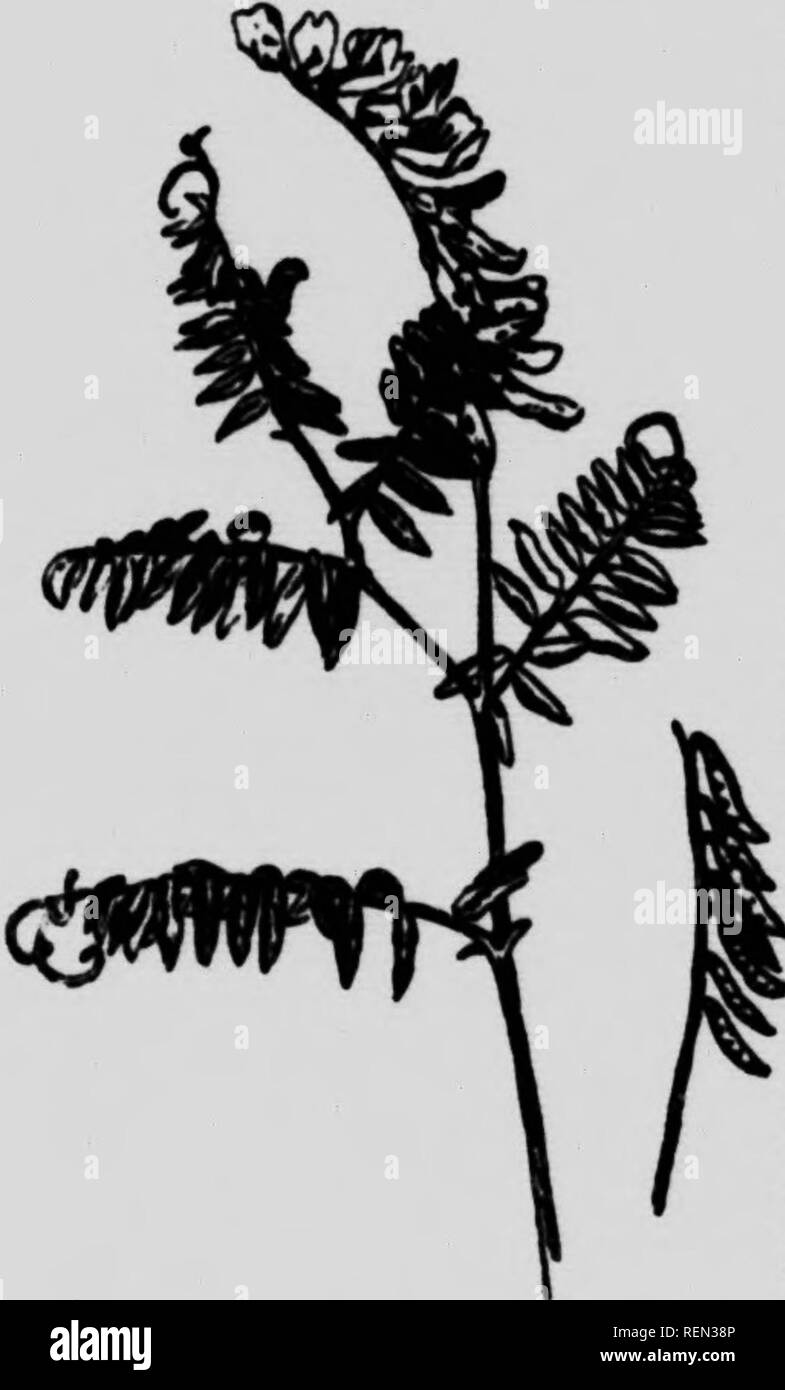 . Common weeds of Canada [microform] : a pocket guide. Weeds; Mauvaises herbes, Lutte contre les; Weeds; Mauvaises herbes. 56 CiKMMDX W 1-:EPS OF I AX A DA leaflets, toothed at the apex, and kidiiev shaped pod: is a naturalized clover in different parts of Canadj Tick Trefoil, Desmodium canadense, (DC), i quite common in dry, thick woods. Rabbit-foot, or Stone Clover, Trijolium arvensi (L,), is a silky, branching annual with oblanceolat leaflets, and very soft-silky, grayish heads. It i naturalized from Kurope, and i found in old fields and on roadside in Eastern Canada. FURPLE-TUI-TED VETCH.  Stock Photo