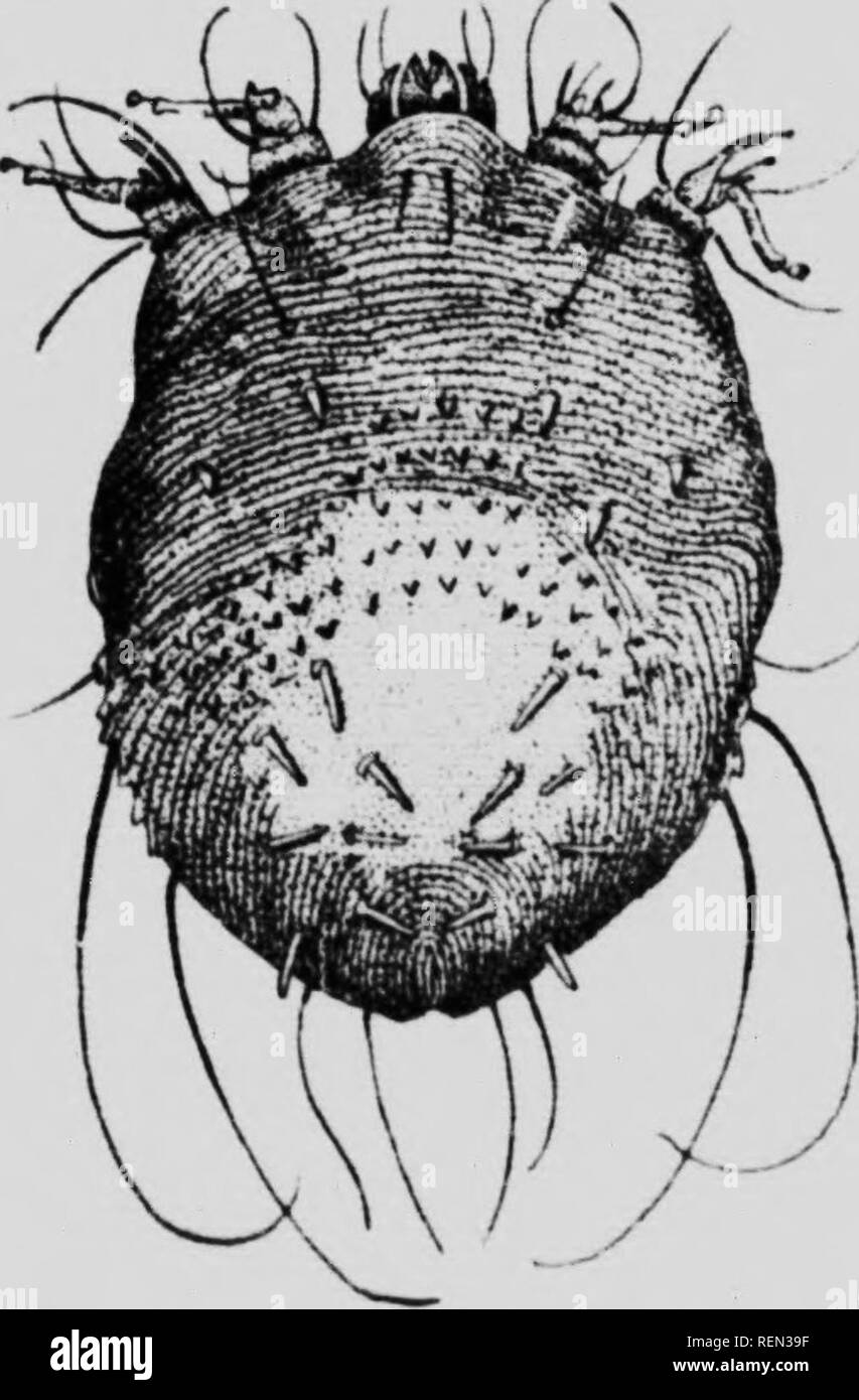 Insectes nuisibles aux animaux de la ferme [microforme] : ravages,  destruction, dÃ©sinfection. BÃ©tail; Insect pests; Livestock; Insectes  nuisibles. â 16 6.â Gale humide du boeuf ou pgoropte commun (Psoroptes  boviti). Les