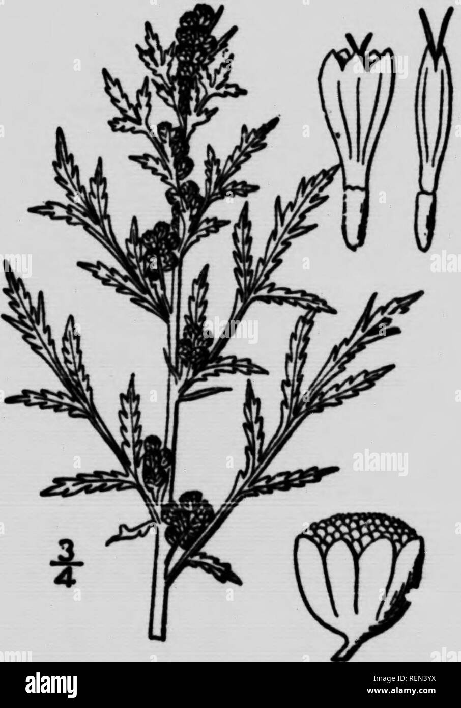 . Weeds of the farm and ranch [microform]. Sols; Weeds; Tillage; Mauvaises herbes. FALSE TAmr^ ^Artemisia biennis, WiUd.. A coarse, rank growing, strong- scented native plant of biennial habit, and most abundant in low damp portions of the fields. Its leaves are dark green and finely divided. The flowers are incon- apicuous and only appear during the second year of growth. In crops sown on stubble the stout stalks interfere seriously with the work of the binder. Fall or spring ploughing or careful disc- ing will destroy it if you do not wish to summer-fallow. ». Please note that these images a Stock Photo