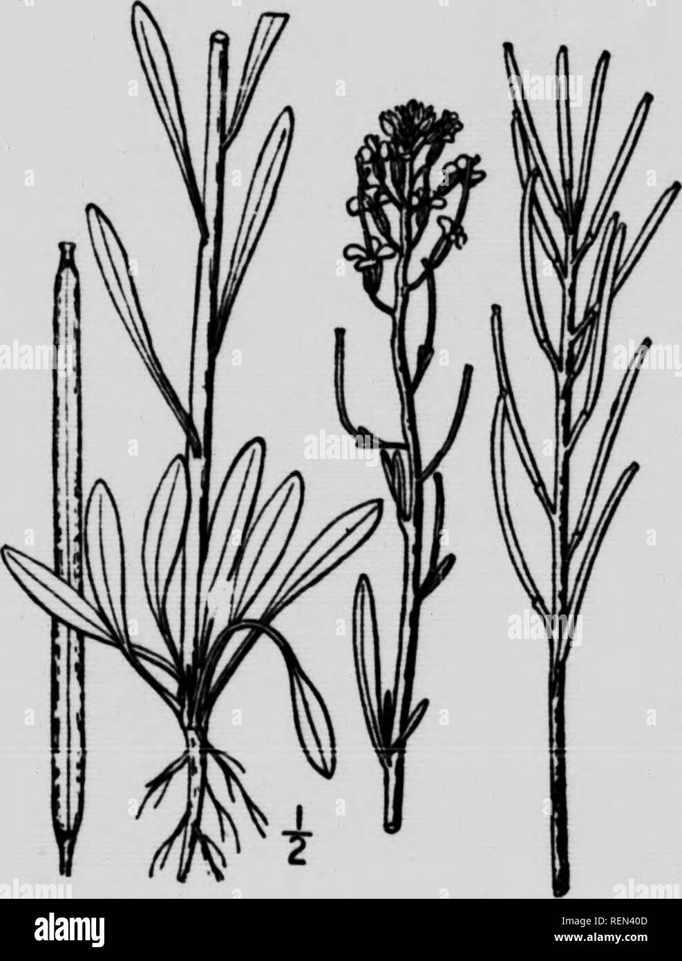. Farm weeds and how to control them [microform]. Weeds; Botanique; Mauvaises herbes; Botany. SMALL WALLFLOWER-£&gt;«j^«„ parviflorum.. A native biennial of the mus- tard family which sometimes appears ahead of the grain in crop sown on stubble or a care- lessly worked sunimerfallow, Itg flowers are yellow and about a quarter of an inch across. The slender seed pods are about two inches in length, containing small irregularlynshaped brown- ish seeds. The whole plant is of a sage green colour. This plant is often mist ken for wormseed mustard. There is somewhat of a resemblance, but the plant i Stock Photo