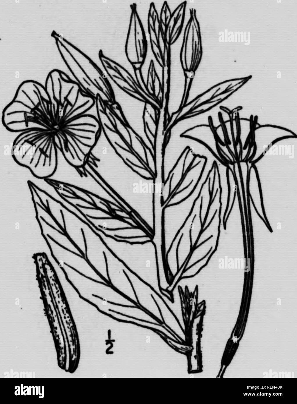 . Weeds of the farm and ranch [microform]. Sols; Weeds; Tillage; Mauvaises herbes. It SS DEPARTSfENT OF AoBICULTUBS COMMON EVENING PRIMROSE—Ocno/Aera hiennia. L. A tail, stoat native plant of biennial habit. Its leaves are from one to six inches long, pointed, narrowed at the base and closely attached to the stem, or short stalked. Its flowers, which open at night, are yellow and the seed pods grow close to the stem, about an inch in length, containing small irregularly shaped brown seeds. This weed is seldom troublesome except where crops have been sown on stubble and is easily destroyed by f Stock Photo