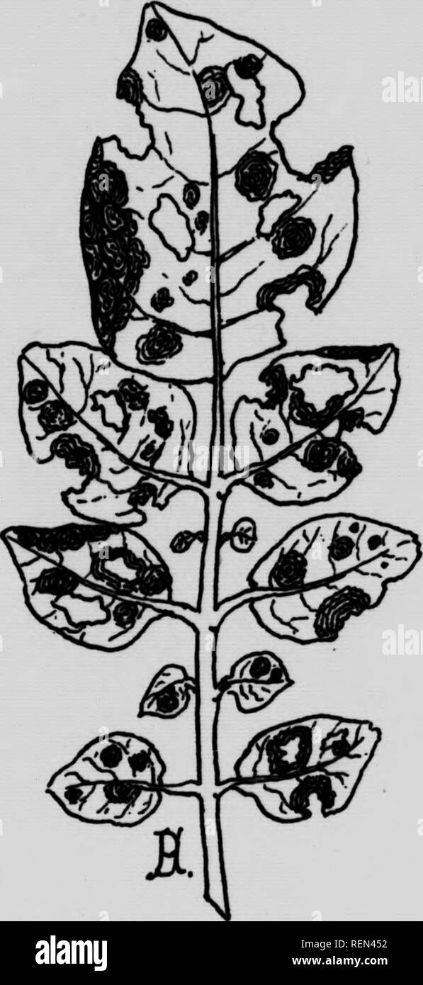 Alternaria solani Black and White Stock Photos & Images - Alamy