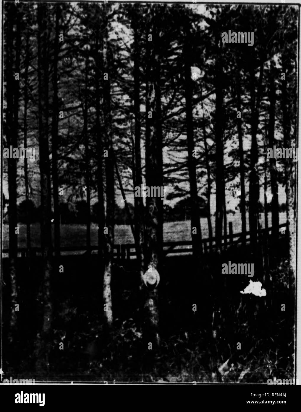 Old growth cedar tree Black and White Stock Photos & Images - Alamy