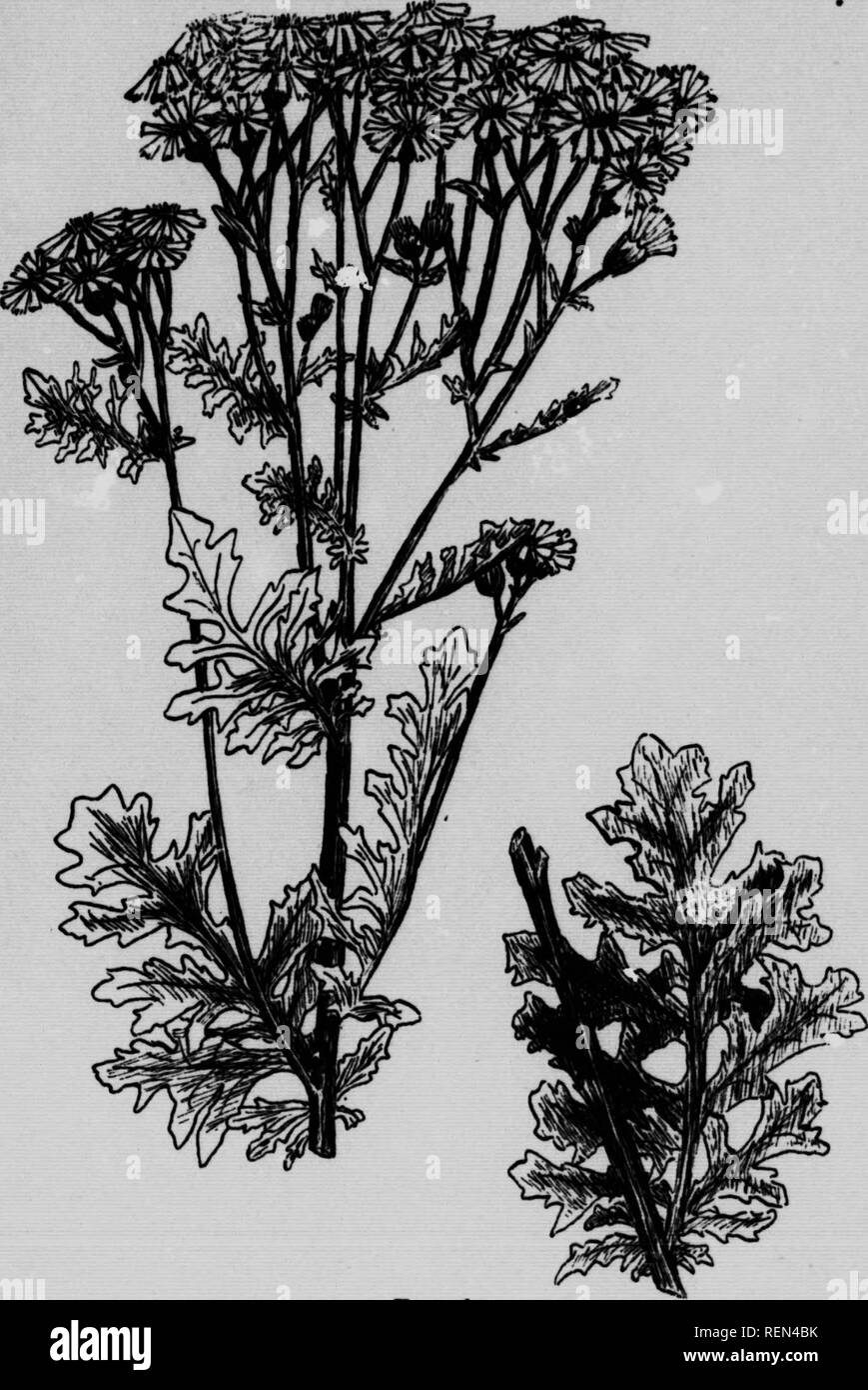 . Weeds of Ontario [microform]. Mauvaises herbes; Weeds; Mauvaises herbes, Lutte contre les; Weeds. &quot;7. Fig. 46. Ragwort, Tansy Raow(«t ok Stagcekwoet. (Senecio Jacobaea L.). Please note that these images are extracted from scanned page images that may have been digitally enhanced for readability - coloration and appearance of these illustrations may not perfectly resemble the original work.. Howitt, J. E. (John Eaton), 1880-1966; Harrison, F. C. (Francis Charles), b. 1871; Lochhead, William, 1864-1927; Ontario. Dept. of Agriculture. Toronto : L. K. Cameron Stock Photo