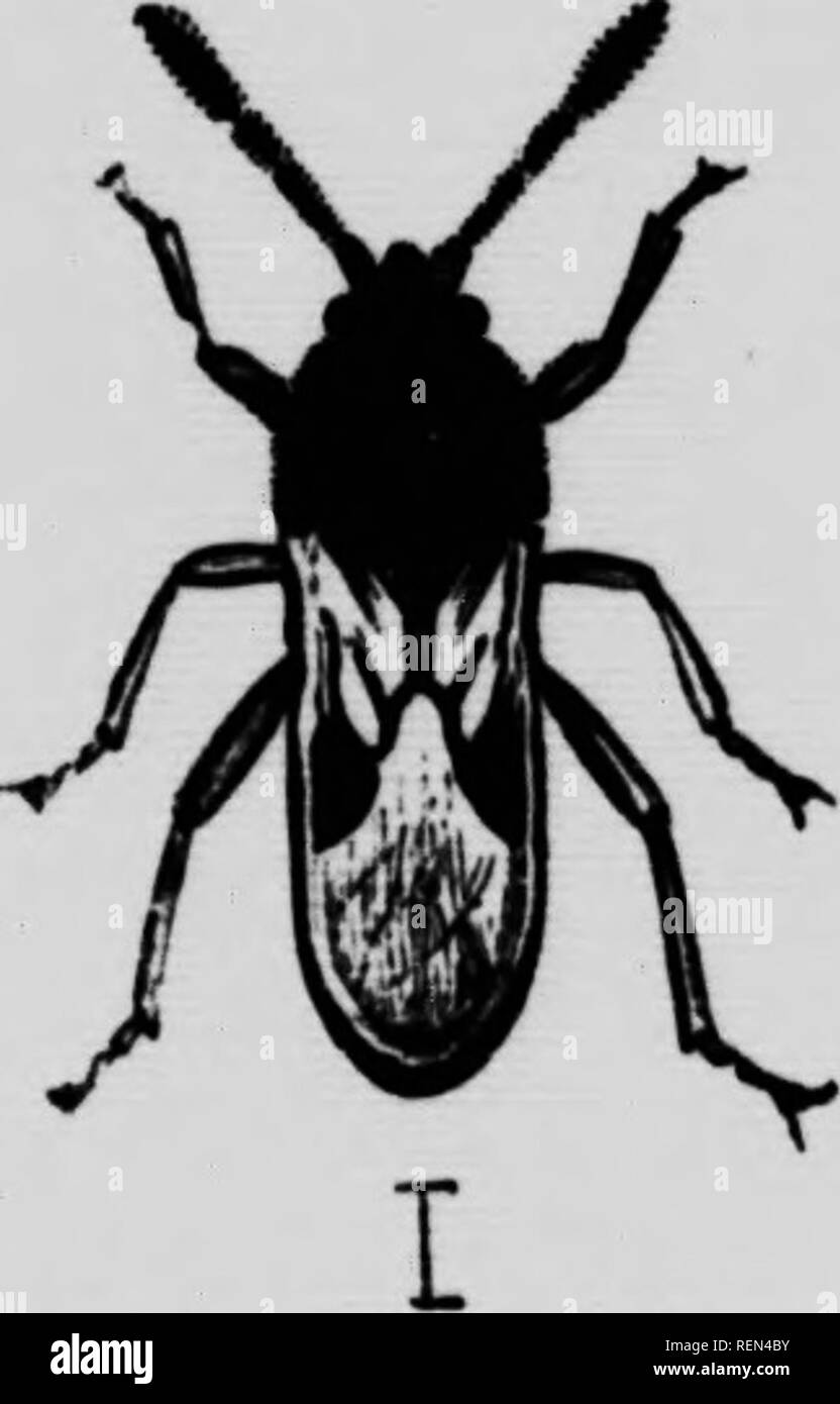 . Insects affecting vegetables [microform]. Légumes; Vegetables; Insect ...