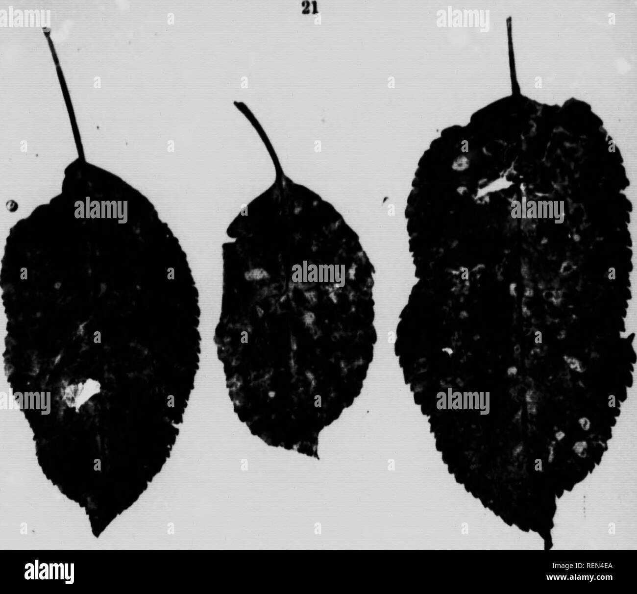 . Common insects affecting fruit-trees [microform]. Insect pests; Fruits; Insectes nuisibles; Fruit. Fig. 33. Ai-pl* le«Te» affeoted with Le«f Siiot (I'hyllotticfa pirino). Black Rot (Sphaeropsis mulorum). Fitf- 35- This is a serious pest of ripe apples. It attacks the leaves, twigs, stems and fruit. On the If .. es it appears as little brown spots much liUc the Apple Leaf-Spot disease On the twips or stems it appears as blackish spots and the fruit when attacked turns at first reddish brown and later black. The sp«&gt;rcs consist of minute black bodies just under the skin. It differs from Bit Stock Photo