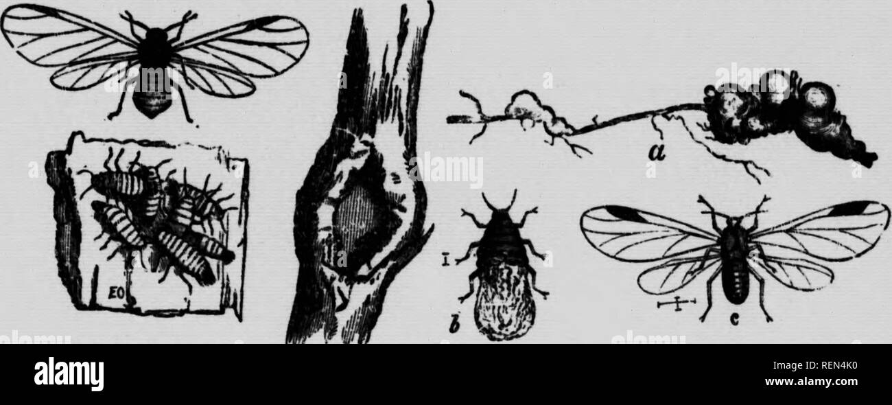 . Common insects affecting fruit-trees [microform]. Insect pests ...