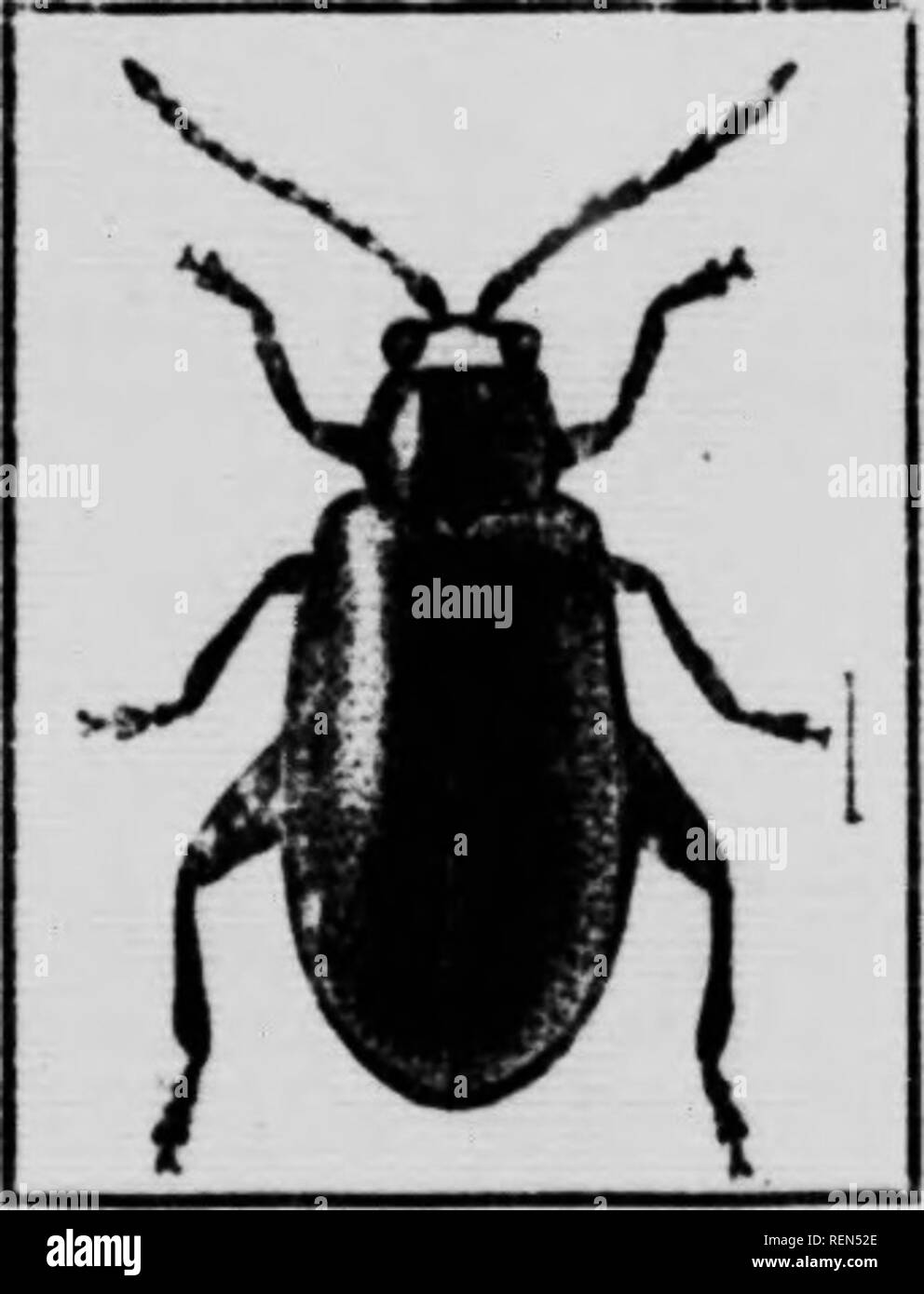 . Flea-beetles and their control [microform]. Coléoptères, Lutte contre ...