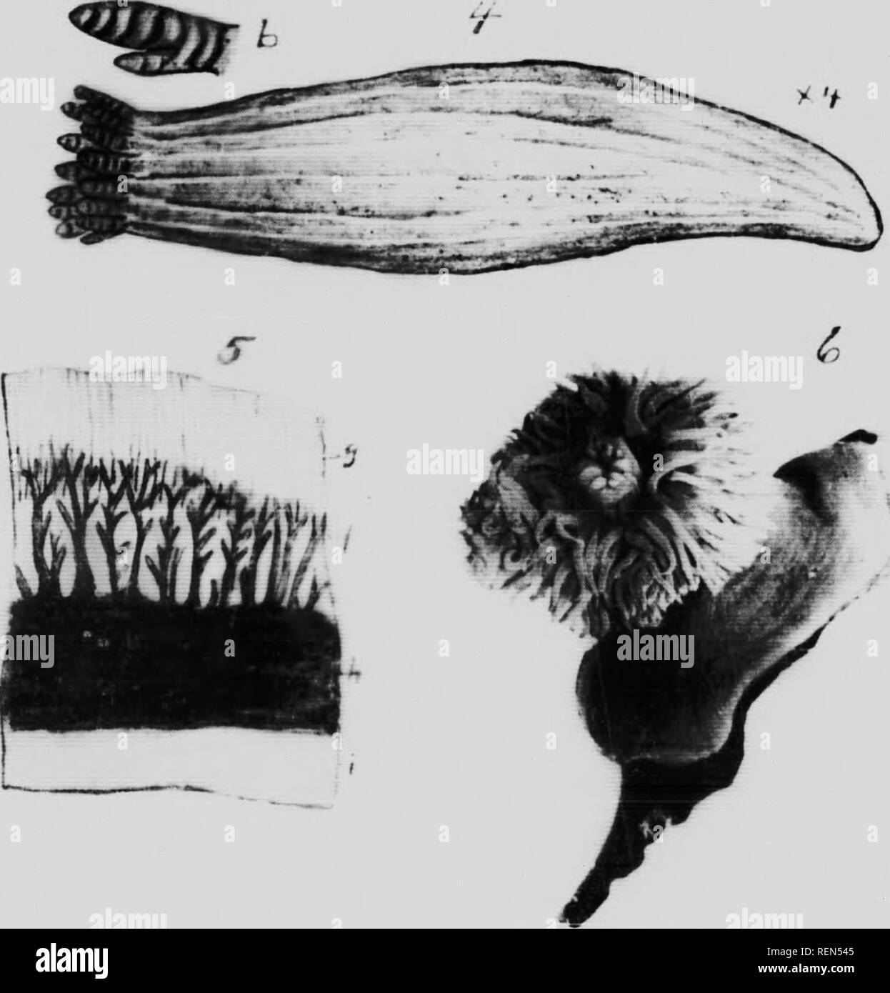 . Mollusks, Echnioderms, Coelenterates, etc. Part G [microform] : Alcyonaria and Actinaria. Canadian Arctic Expedition (1913-1918); Canadian Arctic Expedition (1913-1918); Sea anemones; Alcyonaires; Anémones de mer; Octocorallia. . Please note that these images are extracted from scanned page images that may have been digitally enhanced for readability - coloration and appearance of these illustrations may not perfectly resemble the original work.. Verrill, A. E. (Addison Emery), 1839-1926; Canadian Arctic Expedition (1913-1918). Ottawa : F. A. Acland Stock Photo