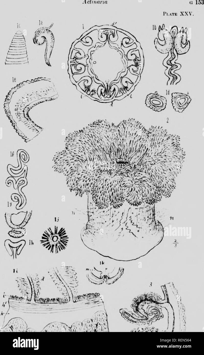 . Mollusks, Echnioderms, Coelenterates, etc. Part G [microform] : Alcyonaria and Actinaria. Canadian Arctic Expedition (1913-1918); Canadian Arctic Expedition (1913-1918); Sea anemones; Alcyonaires; Anémones de mer; Octocorallia. Actitinrin. Please note that these images are extracted from scanned page images that may have been digitally enhanced for readability - coloration and appearance of these illustrations may not perfectly resemble the original work.. Verrill, A. E. (Addison Emery), 1839-1926; Canadian Arctic Expedition (1913-1918). Ottawa : F. A. Acland Stock Photo