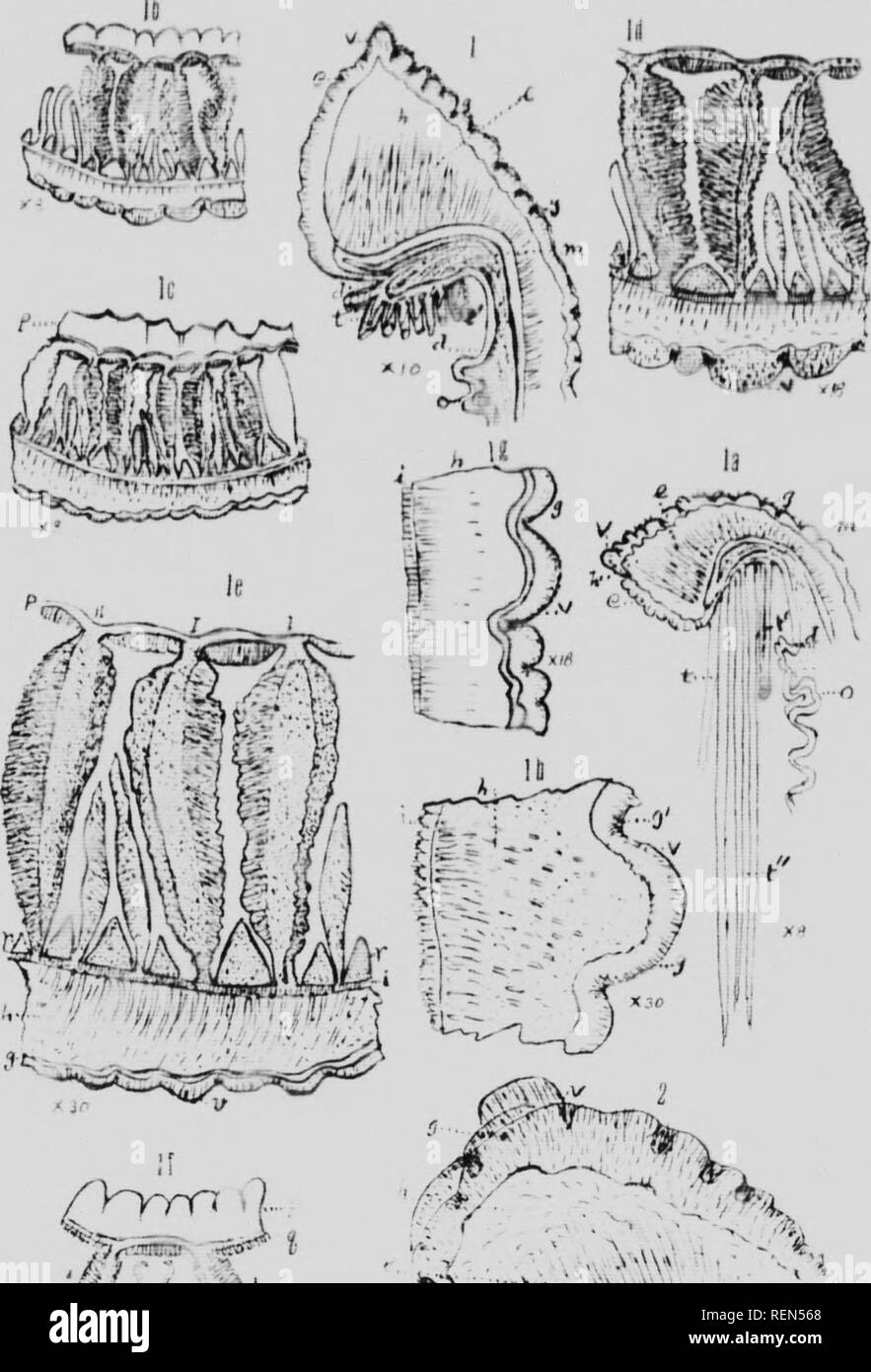 . Mollusks, Echnioderms, Coelenterates, etc. Part G [microform] : Alcyonaria and Actinaria. Canadian Arctic Expedition (1913-1918); Canadian Arctic Expedition (1913-1918); Sea anemones; Alcyonaires; AnÃ©mones de mer; Octocorallia. [fliHiirin I.-. I I'l ytr WIV f. Â» '^ . ., &gt; 'â¢'' .â * /..'Â«,-,.:-;;.L''v â .'A. Please note that these images are extracted from scanned page images that may have been digitally enhanced for readability - coloration and appearance of these illustrations may not perfectly resemble the original work.. Verrill, A. E. (Addison Emery), 1839-1926; Canadian Arctic Ex Stock Photo