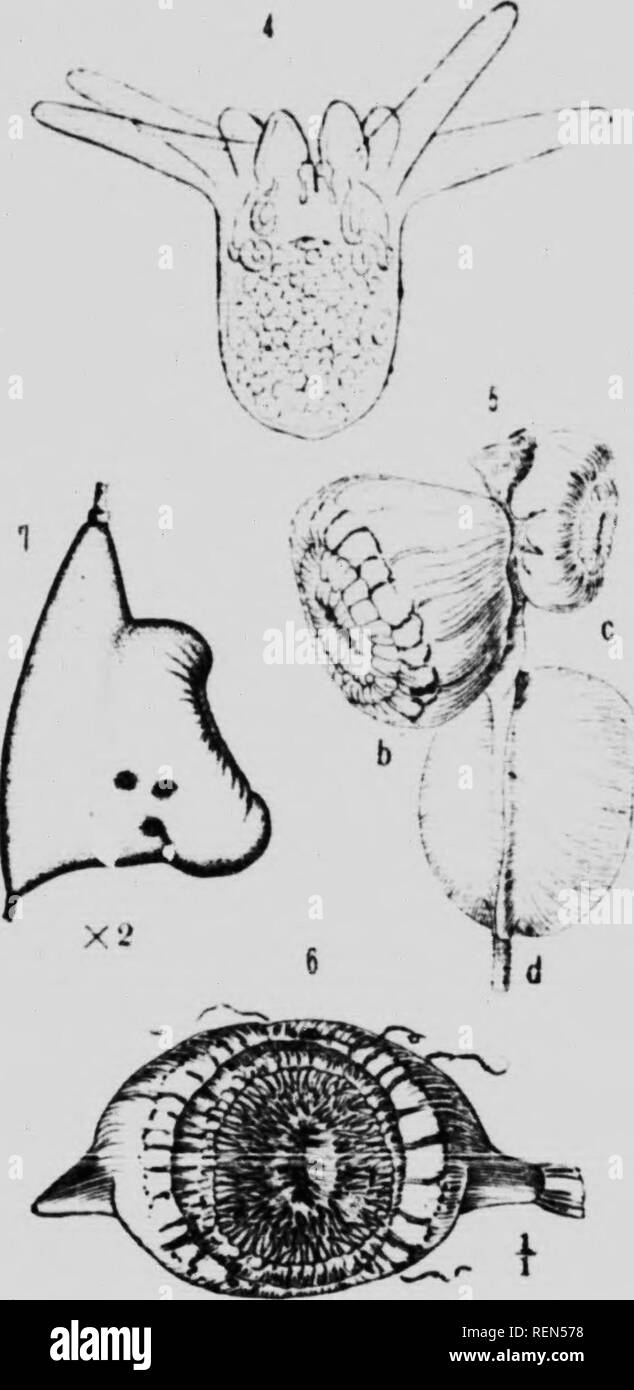 . Mollusks, Echnioderms, Coelenterates, etc. Part G [microform] : Alcyonaria and Actinaria. Canadian Arctic Expedition (1913-1918); Canadian Arctic Expedition (1913-1918); Sea anemones; Alcyonaires; Anémones de mer; Octocorallia. ml--/ V^. 934:1—lOi. Please note that these images are extracted from scanned page images that may have been digitally enhanced for readability - coloration and appearance of these illustrations may not perfectly resemble the original work.. Verrill, A. E. (Addison Emery), 1839-1926; Canadian Arctic Expedition (1913-1918). Ottawa : F. A. Acland Stock Photo