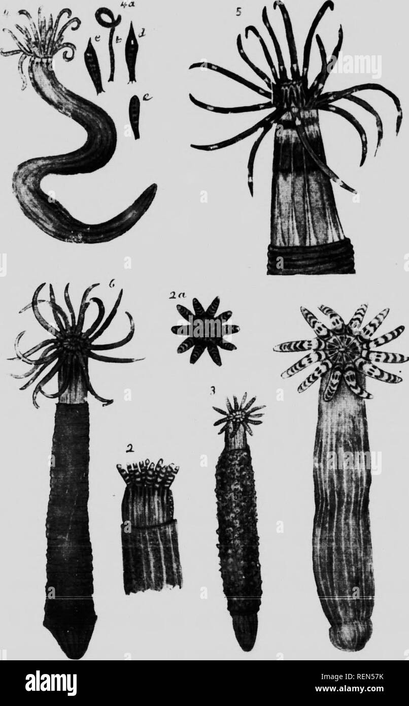 . Mollusks, Echnioderms, Coelenterates, etc. Part G [microform] : Alcyonaria and Actinaria. Canadian Arctic Expedition (1913-1918); Canadian Arctic Expedition (1913-1918); Sea anemones; Alcyonaires; AnÃ©mones de mer; Octocorallia. 1 I'l AT!'; So 'S. V! â I. Please note that these images are extracted from scanned page images that may have been digitally enhanced for readability - coloration and appearance of these illustrations may not perfectly resemble the original work.. Verrill, A. E. (Addison Emery), 1839-1926; Canadian Arctic Expedition (1913-1918). Ottawa : F. A. Acland Stock Photo