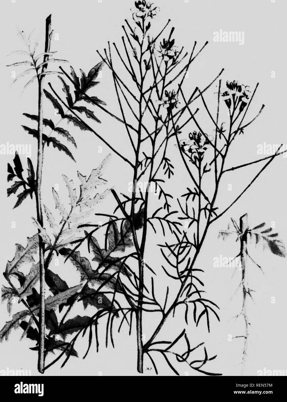 . Les mauvaises herbes du Canada [microforme]. Botany; Mauvaises herbes; Botanique; Weeds. Planche 4. MOUTARDE ROULANTE- ' Siî,ymbrium alhs sirn um./. i. Please note that these images are extracted from scanned page images that may have been digitally enhanced for readability - coloration and appearance of these illustrations may not perfectly resemble the original work.. Clark, George H. (George Harold), né 1872; Fletcher, James, 1852-1908; Canada. Ministère de l'agriculture. Ottawa : Ministère de l'agriculture Stock Photo