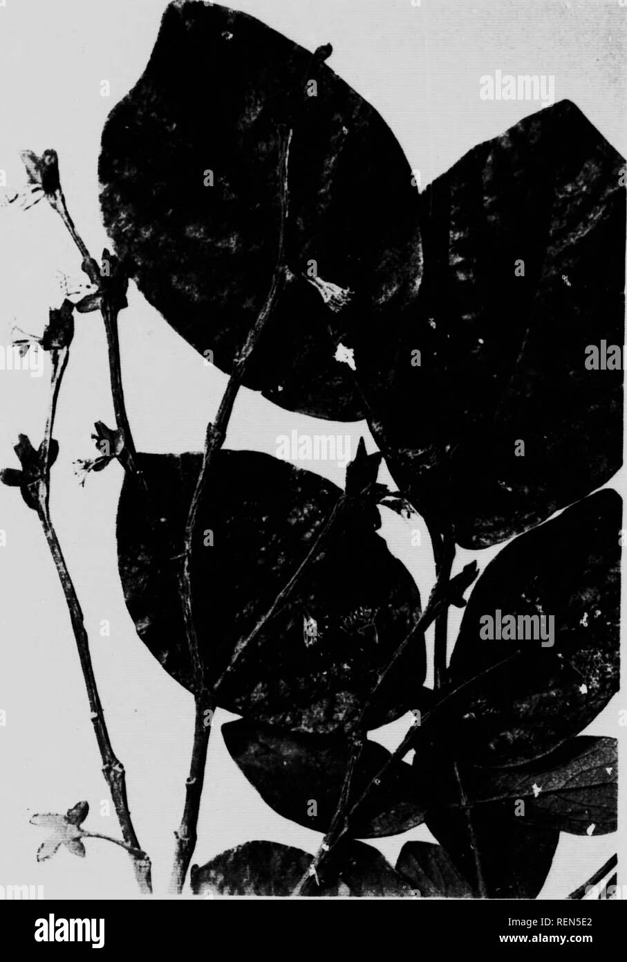 Principal poisonous plants of Canada [microform]. Poisonous plants; Plantes  vénéneuses. Il.ATK X. icopy. Vhulu-F. Fyltt.. Please note that these  images are extracted from scanned page images that may have been digitally