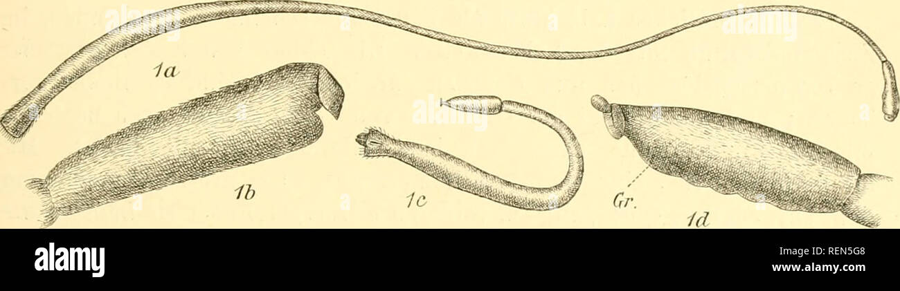 Aplacophora hires stock photography and images Alamy