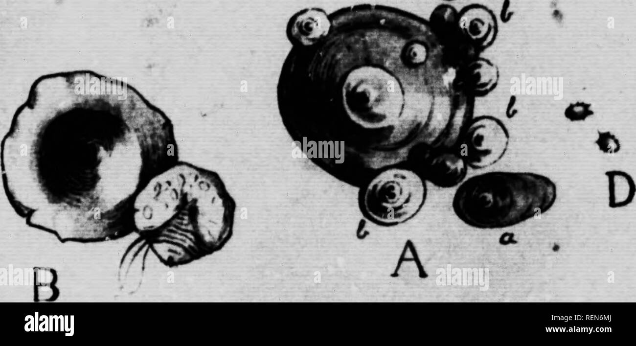 . Insects attacking fruit trees [microform]. Fruit; Insect pests ...