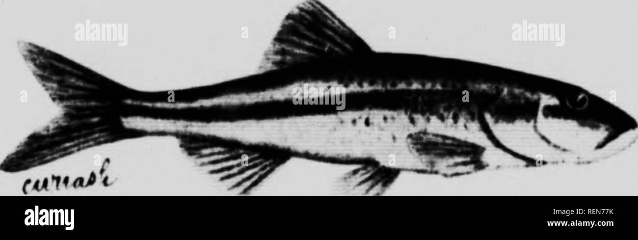 . Vertebrates of Ontario [microform]. Oiseaux; Fishes; Vertebrates; Poissons; VertÃ©brÃ©s; Birds. CHECK LIST OK THE SumiEM 9 CLIN'OSTOML'S.. Red-iidtHl Sliincr. (h ucitnu flonytilun.) (33) Red-Sided Shiner. (Leuciscus elongatus.) Body elongate fusiform with long and slender caudal peduncle- head Urge, with long pointed snout. Mouth wide, with projecting low^; jaw Caudal large and deeply forked. The lateral line is abruptly decurved over the front half of the pectoral. '&quot;rupiiy aeturved Â«f Â»k&quot;' '&quot;:k^' ^- &quot;'â¢â¢ '': ^'- ^' ^â¢' '4- ''&quot;*â '=&quot;'. -'. 5-5. 2, hooked,  Stock Photo