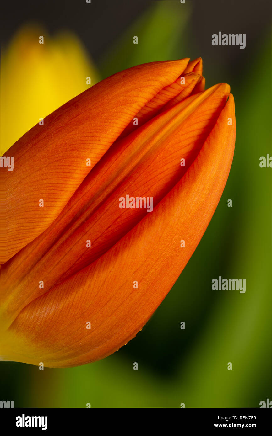 Close-up of stunning Orange Tulip bud, with blurred green and yellow background Stock Photo