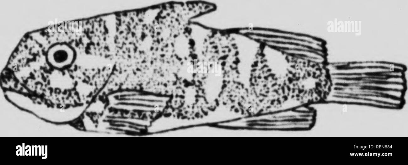 . Histories of new food fishes [microform] : II. the lump fish. Poissons; Poisson (Aliment); Lumpfish; Fish as food; Lompe; Fishes. .Vduiii; liiiiipHMii liiM tin- .-in'kcr will t'liriiii'il, ii-.nl imii ii»f if ti&gt; t',i«tcii if»«'lf to tf Krii&gt;&quot;. l&gt;j.'i't. wlim it ii(mm|« rtxi. or to ht'lp it to t'wi-iii)!' itx ciuTiiit'-. It.v tiilr. iiicaii-i .lUo tlu-y iittiu'h tlifiim-lvt-H to si'uwi'ihI or iiiiy (Iril't iiiiitiThil mxi nrv iMrrii^l out to yt-, arul iiti'i| over nrw urciw of I'ciMlliijr fsruwxiA. A* »Wiiriii-t nn- libonitoil lit the siiiiH- i&gt;lii('i', till' nciT.-sity f Stock Photo