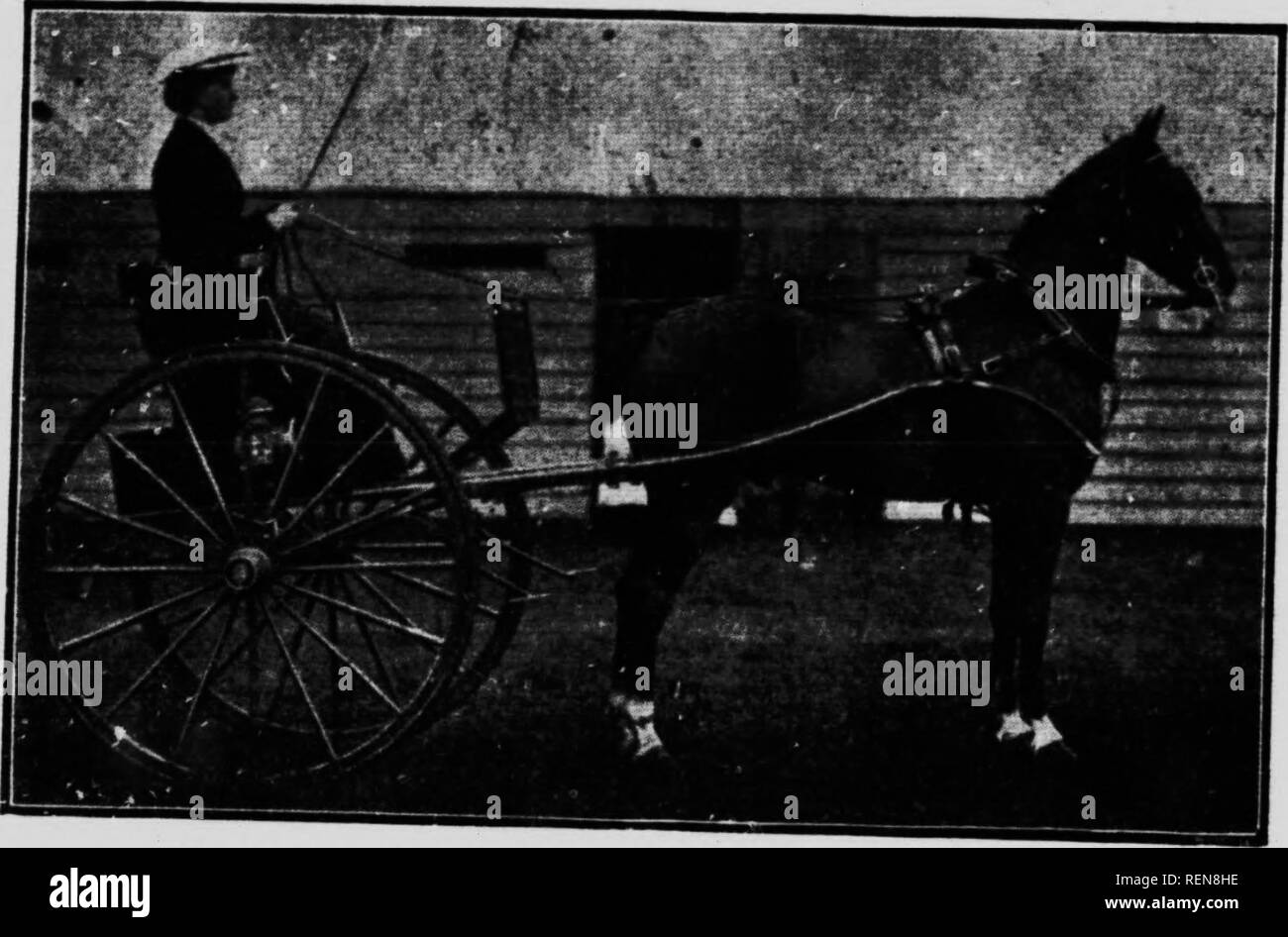 Horses Microform Horses Mares Foals Chevaux Juments