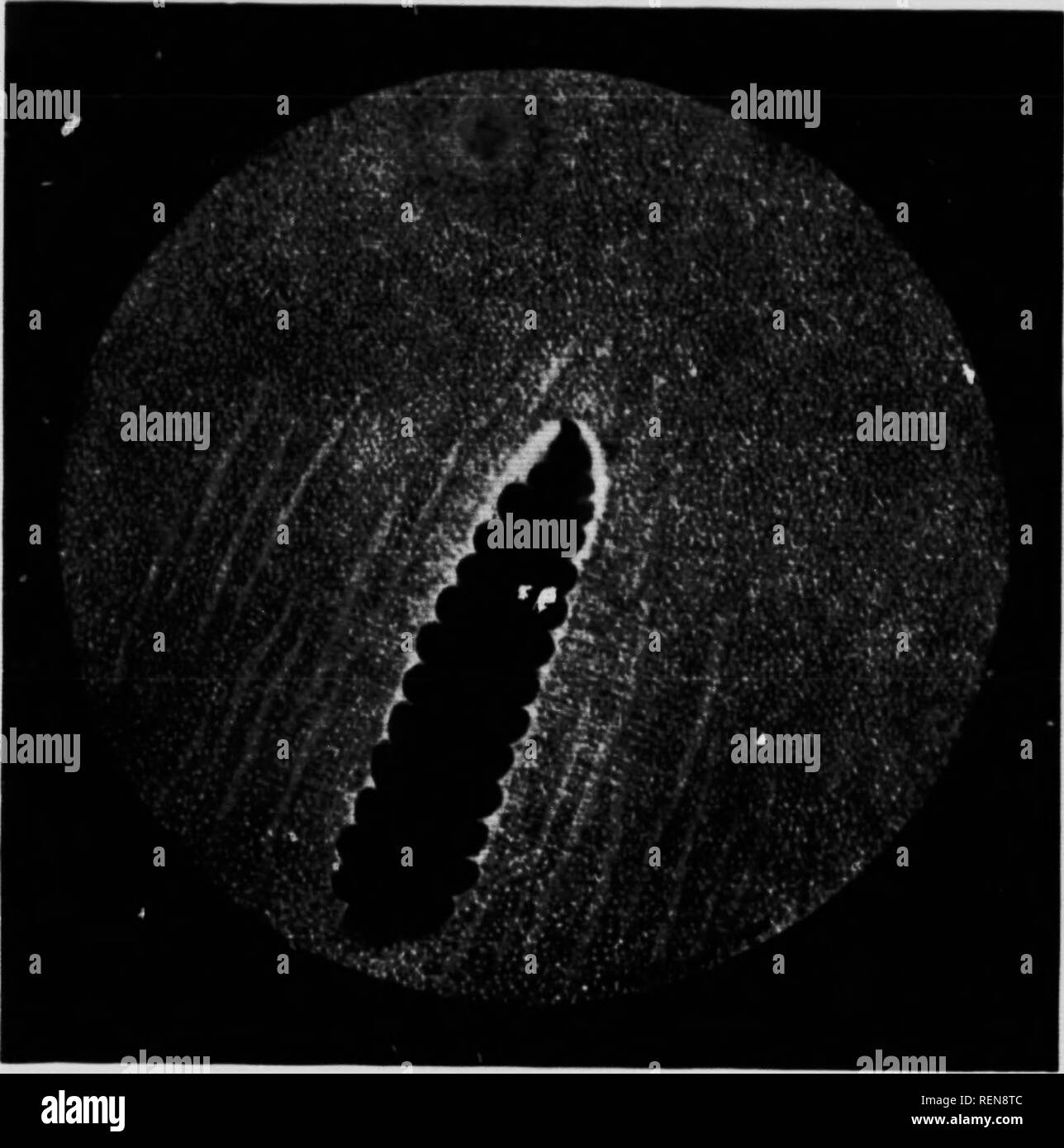 Fundus Black and White Stock Photos & Images - Page 2 - Alamy