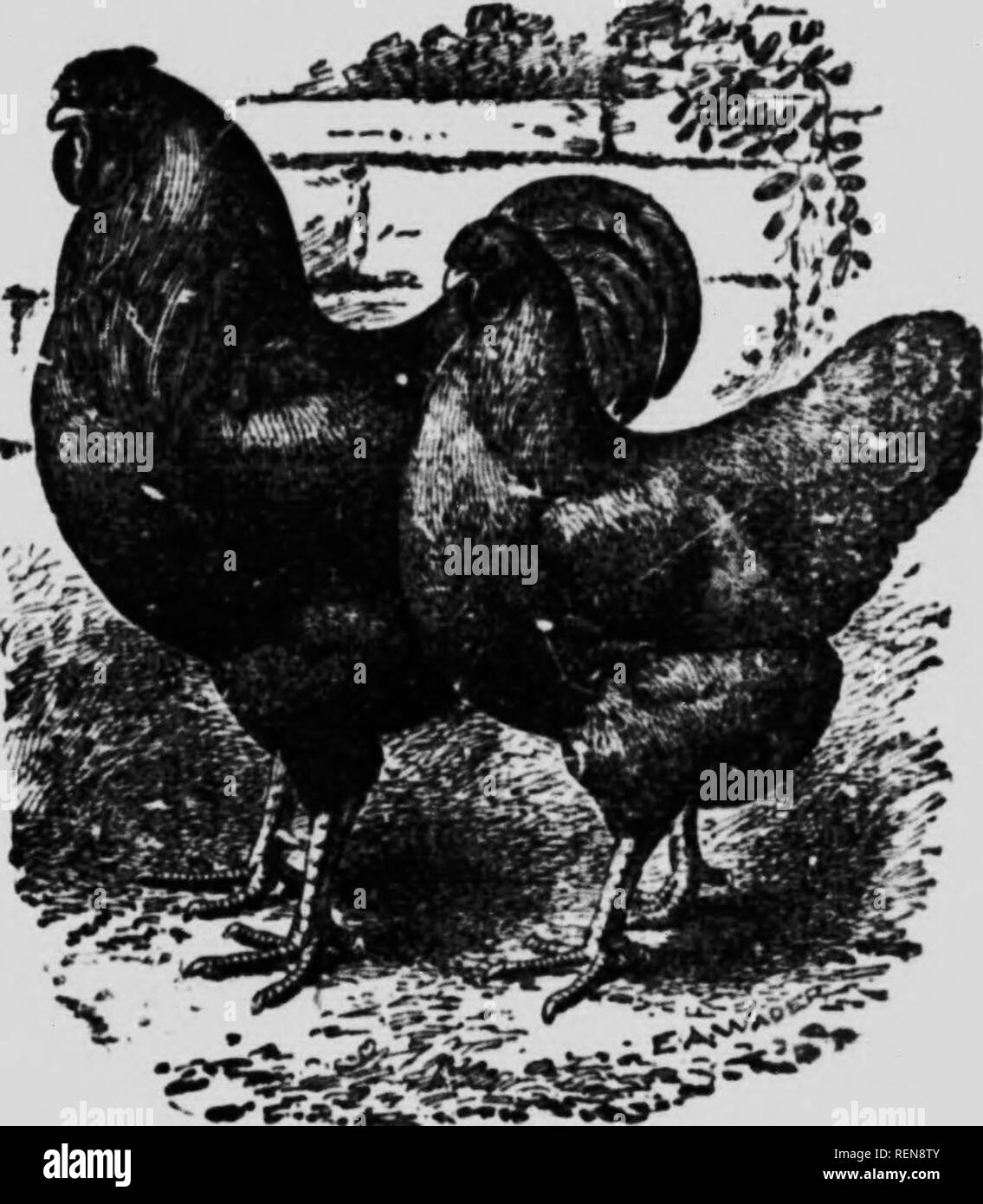 Canard Black and White Stock Photos u0026 Images - Alamy