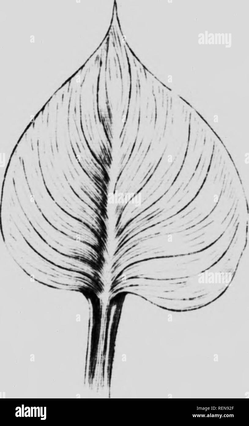 . The elements of structural botany with special reference to the study of Canadian plants [microform]. Botanique; Botany; Plant anatomy; Physiologie végétale; Plant physiology; Botanique. will hardly doul)frth^lix .iii.l spathe of Marsh Calla. Fiif. 09.-Leaf of the same.. Please note that these images are extracted from scanned page images that may have been digitally enhanced for readability - coloration and appearance of these illustrations may not perfectly resemble the original work.. Spotton, H. B. (Henry Byron), 1844-1933; MacSwain, John. Toronto : W. J. Gage Stock Photo