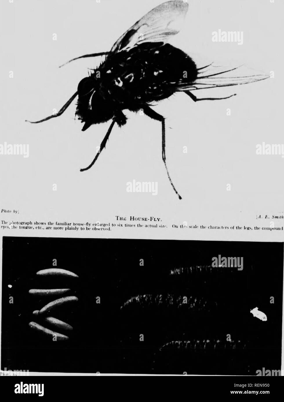 . Marvels of insect life [microform] : a popular account of structure and habit. Insects; Insectes. ECGS AND (iRUBS OF THE HOL'SE-FLY. iil« hou'-'-fly lays about '.ix hii..,lr,-.l cgpfs in ^^vt-ral hatches on „io.=t r&gt;iu«- Th.- grub- &quot;&quot;1 th. rbpv fmi upon ihe liquid portion of thf n-fu*-, arxl in a »vik ar- rail iirown -liis stani- and an- wiii-n] In^ct,. &gt;'« ai &quot;in srowii.. Please note that these images are extracted from scanned page images that may have been digitally enhanced for readability - coloration and appearance of these illustrations may not perfectly resemble  Stock Photo