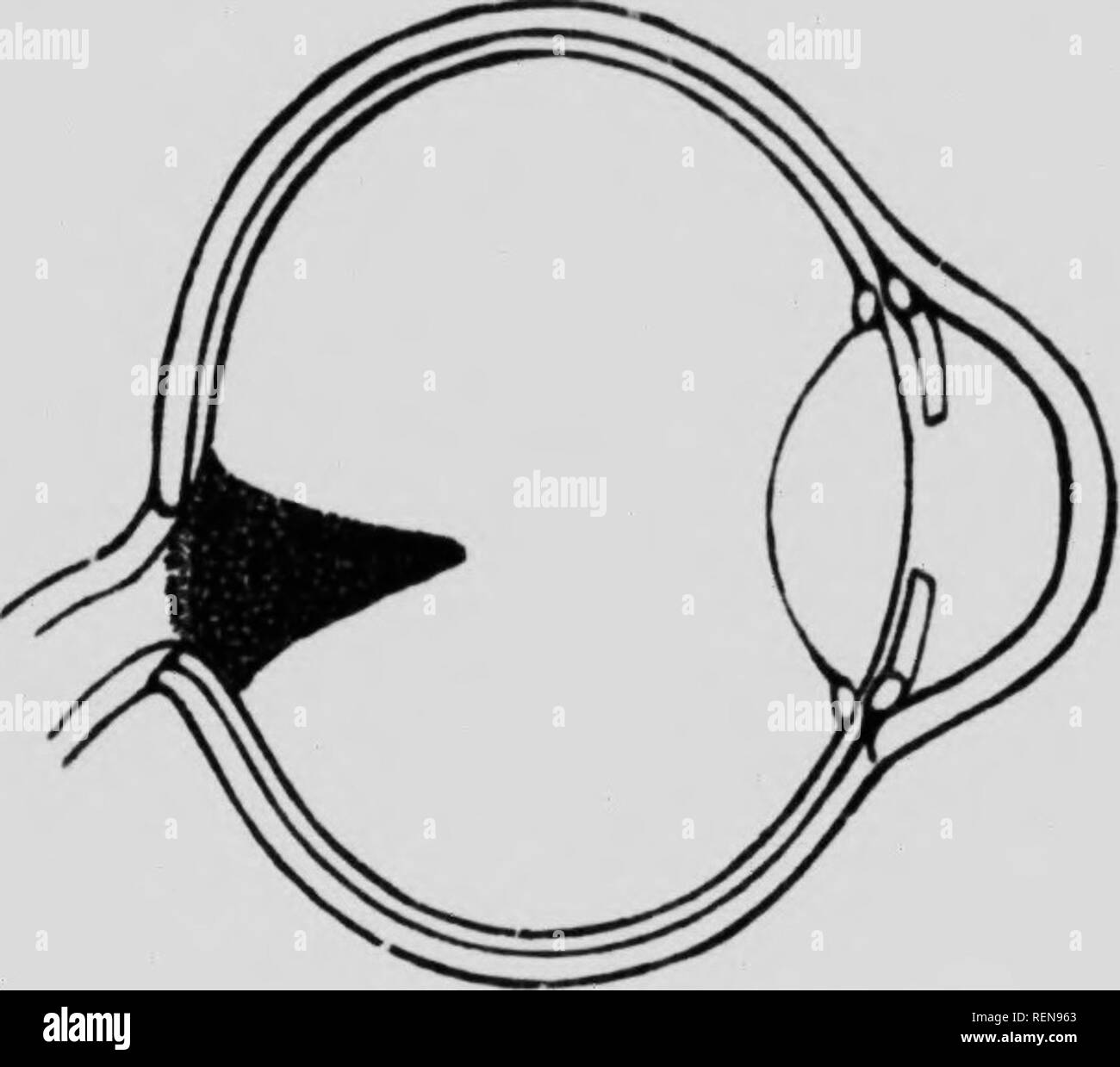 Avian Cephalic Vascular Anatomy, Sites of Thermal Exchange, and the Rete  Ophthalmicum - Porter - 2016 - The Anatomical Record - Wiley Online Library, image size:1300x1239