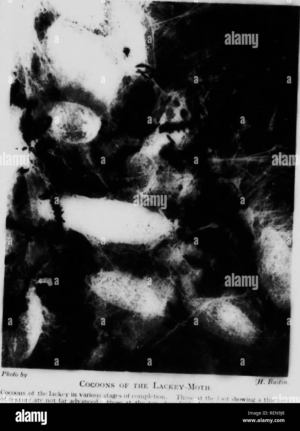 Marvels Of Insect Life Microform A Popular Account Of Structure And Habit Insects Insectes Egger Moths S L At Atl A 1a I C R Quot A A A A A V A Quot L N Irt Quot Quot Quot A