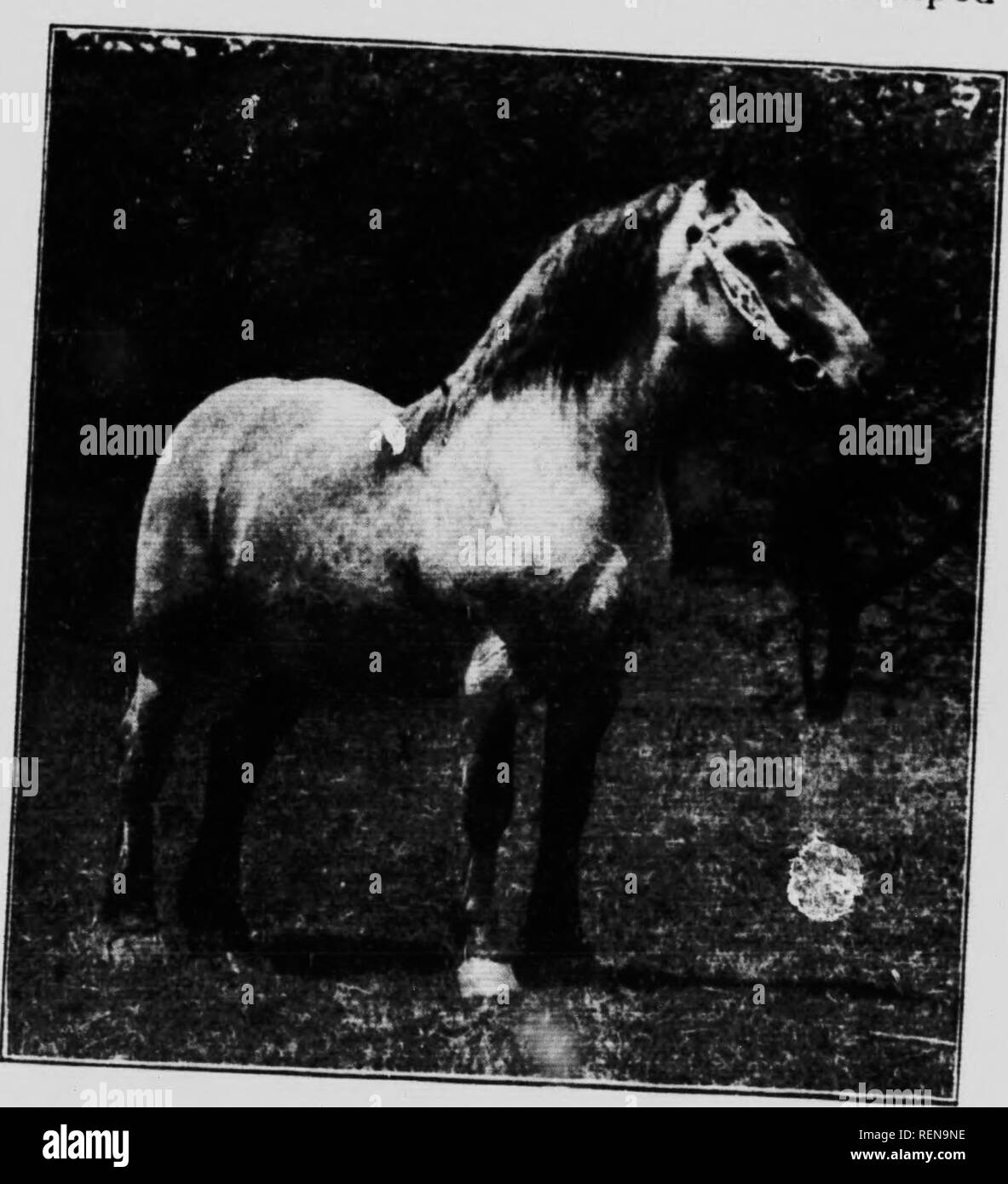. Studies in horse breeding [microform] : an illustrated treatise on the science and practice of horse breeding. Chevaux; Horses; Horses; Chevaux. 1Â»IK BREEDS ^n&quot;]^^^^^;; '^^^^y -y two ..oples. or even n.en differ, and. whe^n &quot;,; ^ S&quot; theTe&quot;&quot;?&quot; f &quot;'&quot;^- ^^'-&quot; &quot;&quot;&quot;g &quot;s people of .oâ,/â..ns {.Jr'tL: ^^nihe'^^ir;?.;;i;-.^^- rnakin*g uifth^^^lfn^c'ln'^luS^^^^^^^^^^ ^I^^ -O&quot; small territory â n the .or,. BiauJe^^ri-^^f^lirSl^ ^^^^. rss,X-â':t&quot; fnTu:c1h?;'^'&quot;Â°^â &quot;^ ^^ '^^-â¢&gt;' -^^ at breeds. His compact forTiwi Stock Photo